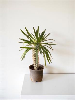 Kalın Gövdeli Tropik Madagaskar Palmiyesi 45-50 cm-Pachypodlum Lamerei