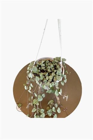 Kalp Kalbe Karşı-Ceropegia Woodii