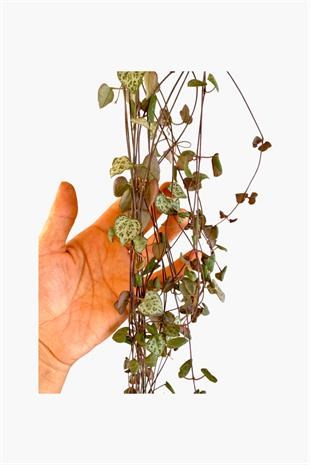 Kalp Kalbe Karşı-Ceropegia Woodii