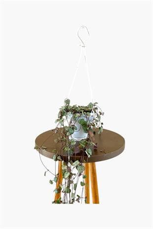 Kalp Kalbe Karşı-Ceropegia Woodii