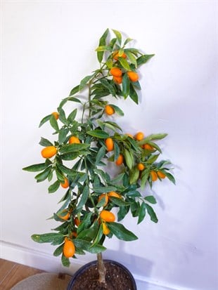 Kamkat Bitkisi (Kumquat) – Saksıda Canlı Meyveli Kumkuat Ağacı