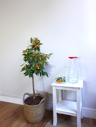 Kamkat Bitkisi (Kumquat) – Saksıda Canlı Meyveli Kumkuat Ağacı
