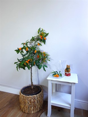 Kamkat Bitkisi (Kumquat) – Saksıda Canlı Meyveli Kumkuat Ağacı
