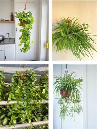 KAMPANYALI ASKILI SARKAN BİTKİ SETİ ( POTHOS SARMAŞIĞI - FUJER AŞK MERDİVENİ - KURDELE ÇİÇEĞİ - RUJ ÇİÇEĞİ )