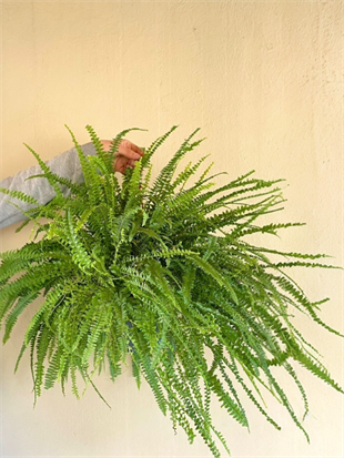 KAMPANYALI ASKILI SARKAN BİTKİ SETİ ( POTHOS SARMAŞIĞI - FUJER AŞK MERDİVENİ - KURDELE ÇİÇEĞİ - RUJ ÇİÇEĞİ )