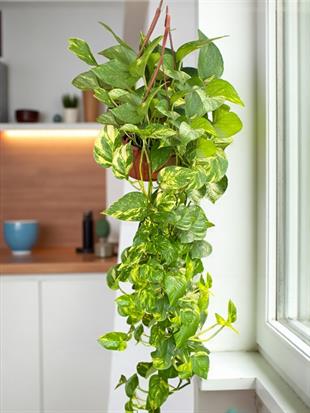 KAMPANYALI ASKILI SARKAN BİTKİ SETİ ( POTHOS SARMAŞIĞI - FUJER AŞK MERDİVENİ - KURDELE ÇİÇEĞİ - RUJ ÇİÇEĞİ )