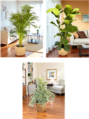 KAMPANYALI BİTKİ SETİ ( AREKA 130 CM - BENJAMIN STARLIGHT ALACALI - FICUS LYRATA 2 GÖVDELİ )