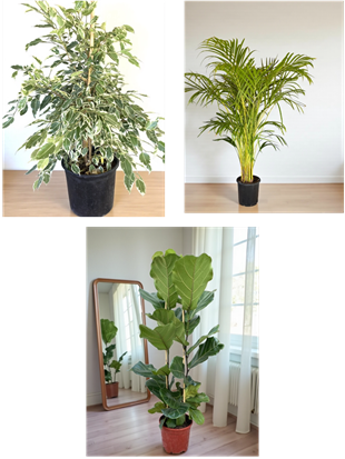 KAMPANYALI BİTKİ SETİ ( AREKA 130 CM - BENJAMIN STARLIGHT ALACALI - FICUS LYRATA 2 GÖVDELİ )