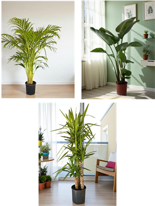 KAMPANYALI BÜYÜK BOY FAVORİ BİTKİ SETİ ( STARLİÇE 3 GÖVDELİ 150 CM - AREKA PALMİYESİ 130 CM - YUKA 3 GÖVDELİ 150 CM )