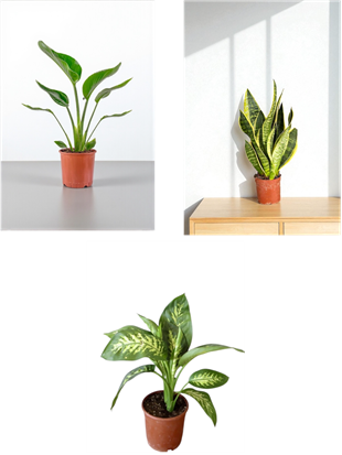 KAMPANYALI MASA ÜSTÜ BOY BİTKİ SETİ ( PAŞA KILICI SANSEVİERİA - STARLİÇE - DİFENBAHYA TROPİK )