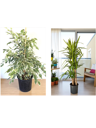 KAMPANYALI POPÜLER BİTKİ SETİ ( ALACALI BENJAMİN STARLİGHT - YUKA 3 GÖVDELİ 150 CM )