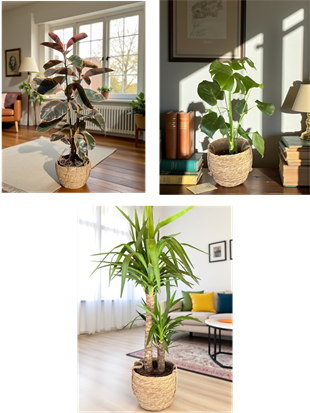 KAMPANYALI SET ( 2 GÖVDELİ ALACALI KAUÇUK -  YUKA 100 CM- MONSTERA)