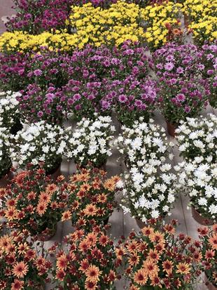 KAMPANYALI SET 6 RENK İTHAL KRİZANTEM KASIMPATI 3 - 4 - 5 - 6 ADET SEÇENEKLERİYLE