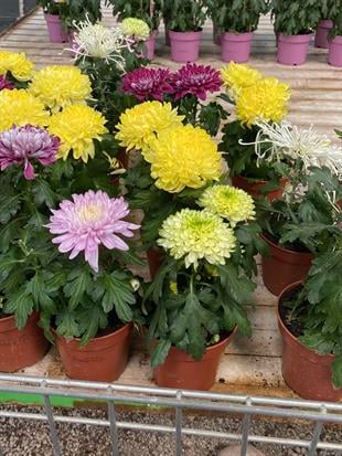 KAMPANYALI SET 6 RENK İTHAL KRİZANTEM KASIMPATI 3 - 4 - 5 - 6 ADET SEÇENEKLERİYLE