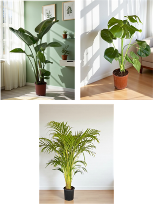 KAMPANYALI SET ( AREKA 130 - 140 CM - STARLİÇE 130 - 150 CM - MONSTERA)