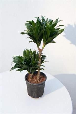 Kampanyalı Set (Compacta -Yuka-Şans Bambusu) Loş Ortam Bitki Seti