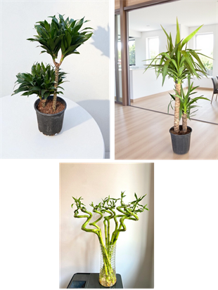 Kampanyalı Set (Compacta -Yuka-Şans Bambusu) Loş Ortam Bitki Seti