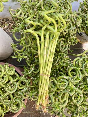 Kampanyalı Set (Compacta -Yuka-Şans Bambusu) Loş Ortam Bitki Seti