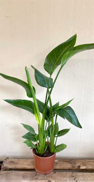 KAMPANYALI SET (KAUÇUK 100 CM- 3 GÖVDELİ STARLİÇE 120 CM)