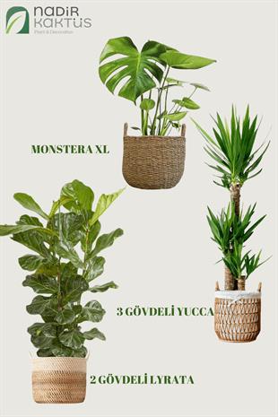 KAMPANYALI SET (MONSTERA-3 GÖVDELİ YUCCA 120 CM - 2 GÖVDELİ LYRATA 120 CM)