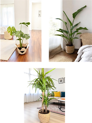 KAMPANYALI SET ( MONSTERA  DEVE TABANI- 2 GÖVDELİ YUCCA YUKA 100 CM - 2 GÖVDELİ STARLİÇE 140 - 150 CM)