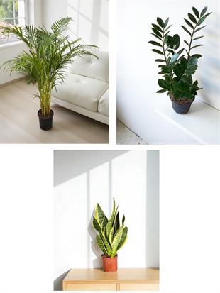 Kampanyalı Set (Zamia -Areka Palmiyesi-Paşa Kılıcı) Kediler için Zararsız Bitki Seti