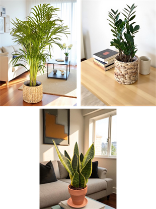 Kampanyalı Set (Zamia -Areka Palmiyesi-Paşa Kılıcı) Kediler için Zararsız Bitki Seti