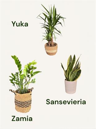 Kampanyalı Set (Zamia -Yuka-Paşa Kılıcı) Bakımı Kolay Bitki Seti