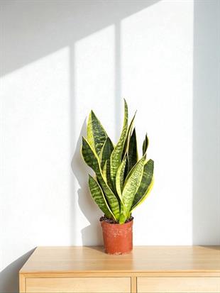 Kampanyalı Set (Zamia -Yuka-Paşa Kılıcı) Bakımı Kolay Bitki Seti