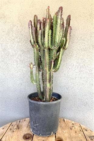 Kampanyalı Set (ZZ Bitkisi Zamia XL-Trigona Süt Ağacı)