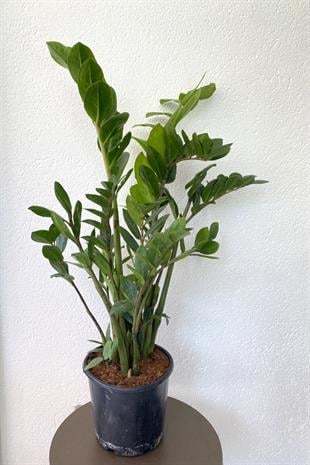 Kampanyalı Set (ZZ Bitkisi Zamia XL-Trigona Süt Ağacı)