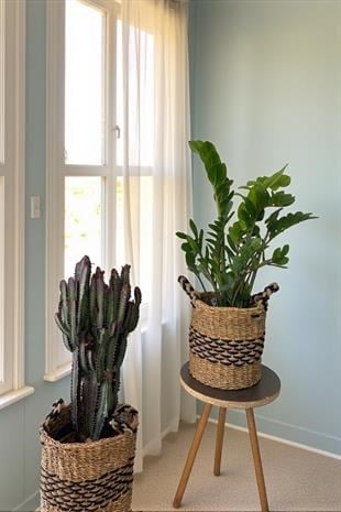 Kampanyalı Set (ZZ Bitkisi Zamia XL-Trigona Süt Ağacı)