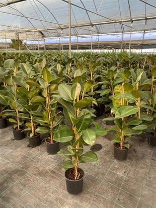 Kauçuk Bitkisi 2 Gövdeli 100 - 120 Cm (Ficus Elastica Robusta)