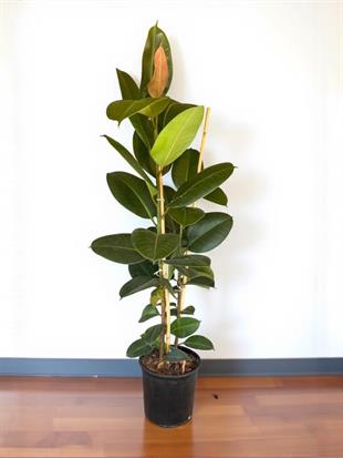 Kauçuk Bitkisi 2 Gövdeli 120 Cm (Ficus Elastica Robusta)