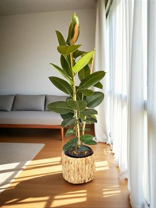 Kauçuk Bitkisi 2 Gövdeli 120 Cm (Ficus Elastica Robusta)