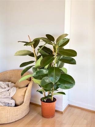 Kauçuk Bitkisi 3 Gövdeli 120 - 130 Cm (Ficus Elastica Robusta)