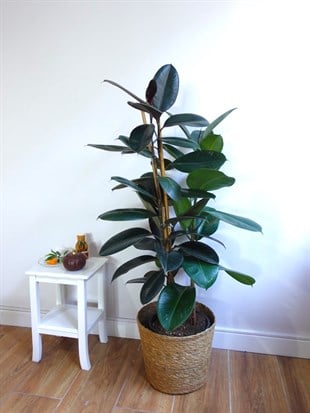 Kauçuk Bitkisi 3 Gövdeli 100 - 120 Cm (Ficus Elastica Robusta)