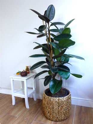 Kauçuk Bitkisi 3 Gövdeli 100 - 120 Cm (Ficus Elastica Robusta)