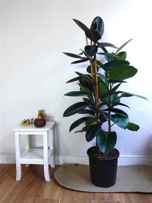 Kauçuk Bitkisi 3 Gövdeli 100 - 120 Cm (Ficus Elastica Robusta)