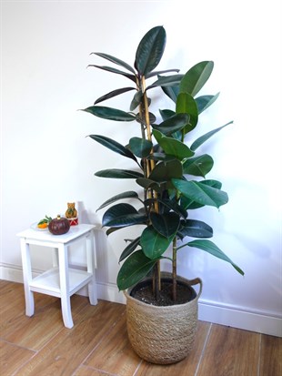 Kauçuk Bitkisi 3 Gövdeli 100 - 120 Cm (Ficus Elastica Robusta)