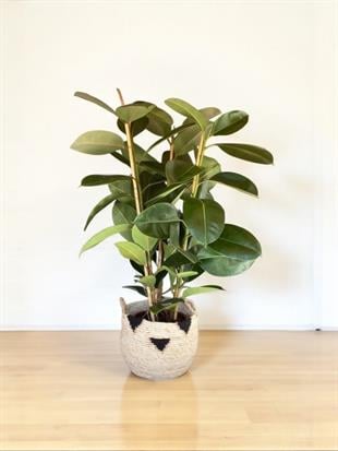 Kauçuk Bitkisi 3 Gövdeli 120 - 130 Cm (Ficus Elastica Robusta)