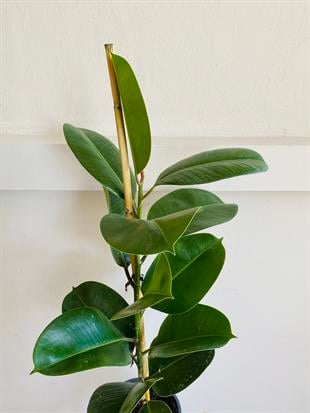 Kauçuk Bitkisi Yeşil 100 - 120 Cm (Ficus Elastica Robusta)