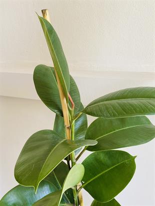 Kauçuk Bitkisi Yeşil 100 - 120 Cm (Ficus Elastica Robusta)