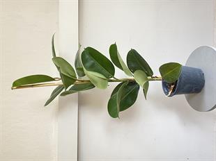 Kauçuk Bitkisi Yeşil 100 - 120 Cm (Ficus Elastica Robusta)