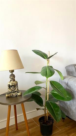 Kauçuk Bitkisi Yeşil 100 - 120 Cm (Ficus Elastica Robusta)