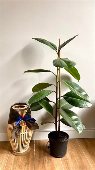 Kauçuk Bitkisi Yeşil 100 - 120 Cm (Ficus Elastica Robusta)