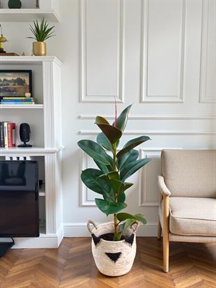 Kauçuk Bitkisi Yeşil 80 - 100 Cm (Ficus Elastica Robusta)
