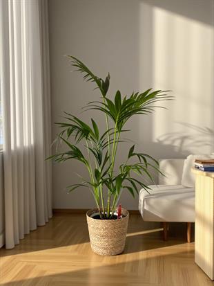 Kentia Palmiyesi 120-150 cm (Kentya-Howea Palmiyesi)