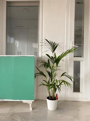 Kentia Palmiyesi 120-150 cm (Kentya-Howea Palmiyesi)