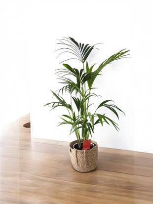 Kentia Palmiyesi 120-150 cm (Kentya-Howea Palmiyesi)